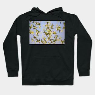 Budgerigars Hoodie